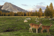 Tuolumne Meadow, Yosemite.