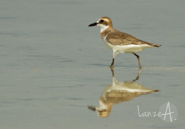 greater sand plover