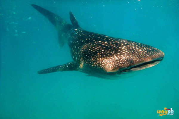 Oslob Cebu whale Shark
