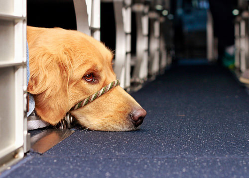 dog in airport photo