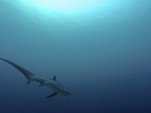 malapascua sharks photo