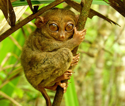 tarsier photo