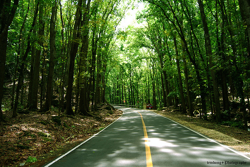 man-made forest bohol photo