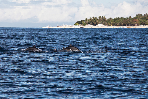 dolphin bohol photo