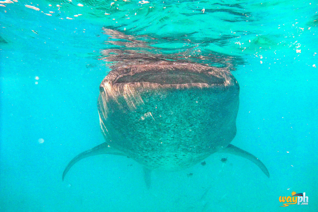 whale shark cebu photo