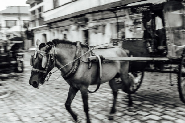 horse in vigan ilocos sur