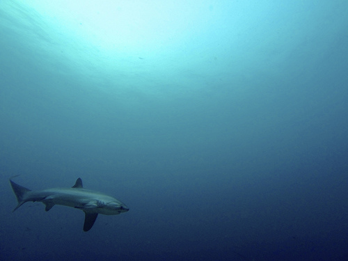 Malapascua sharks photo