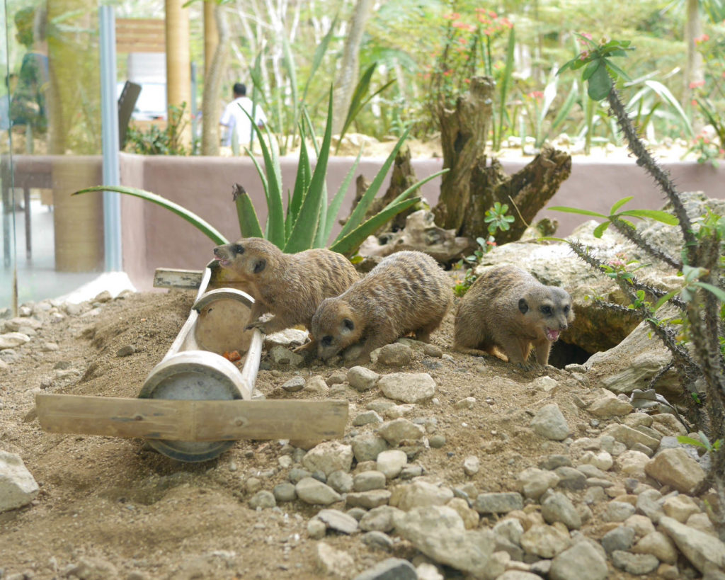 Meerkats Cebu Safari And Adventure Park Destination Specialists Cebu 